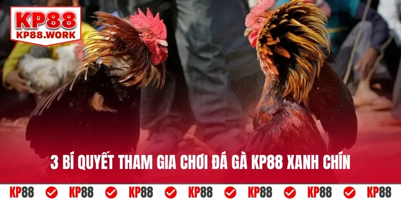 3 bí quyết tham gia chơi đá gà KP88 xanh chín