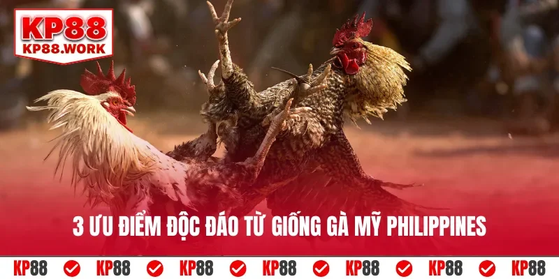 3 ưu điểm độc đáo từ giống gà Mỹ Philippines