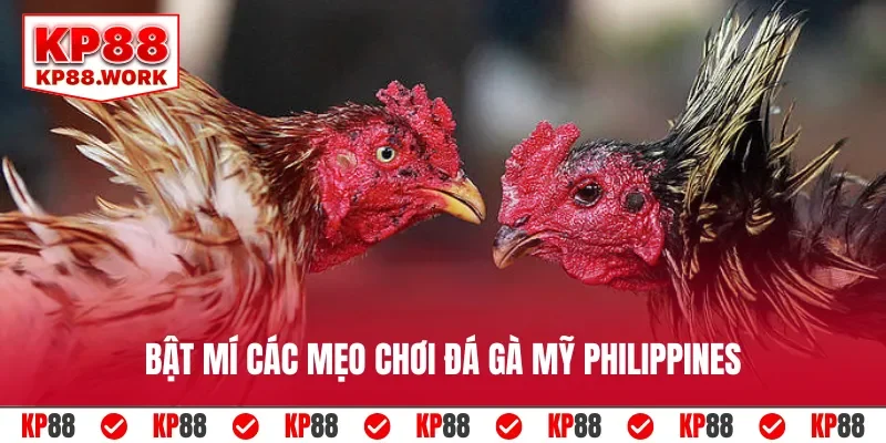 Bật mí các mẹo chơi đá gà Mỹ Philippines