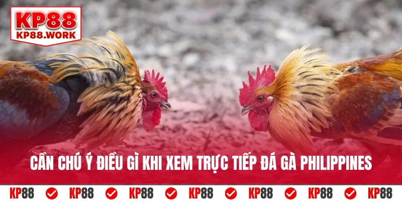 Cần chú ý điều gì khi xem trực tiếp đá gà Philippines