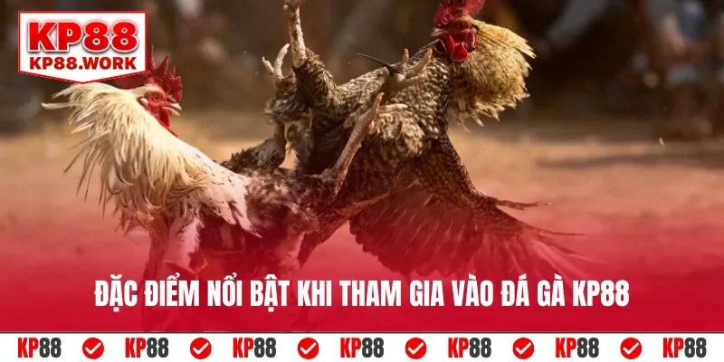 Đặc điểm nổi bật khi tham gia vào đá gà KP88