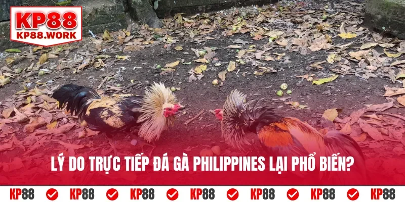 Lý do trực tiếp đá gà Philippines lại phổ biến?