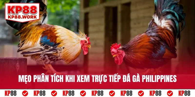 Mẹo phân tích khi xem trực tiếp đá gà Philippines