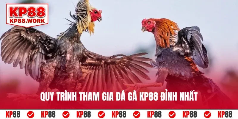 Quy trình tham gia đá gà KP88 đỉnh nhất