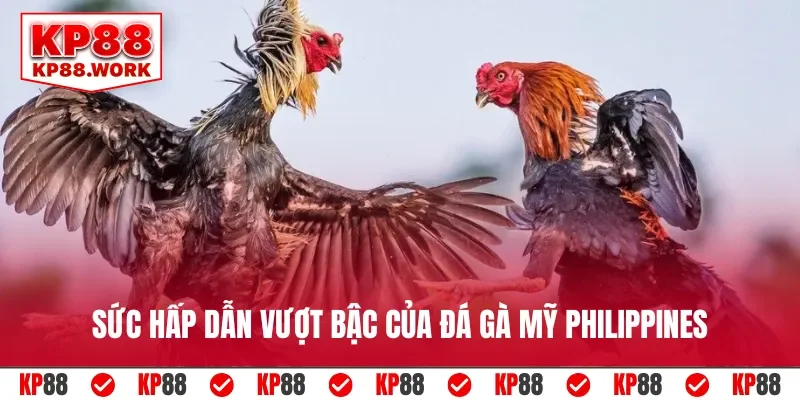 Sức hấp dẫn vượt bậc của đá gà Mỹ Philippines